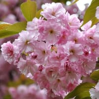花彩々　　桜日和