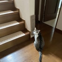 追っかけニャンコとアジのなめろう