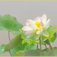 今年も蓮が咲き出す