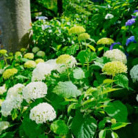 アジサイの咲く公園（板橋区立出井の泉公園 2025.6.7撮影）