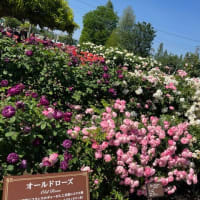 5月の薔薇園