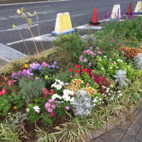 療養生活②外来で抜糸