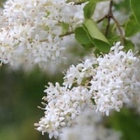卯の花
