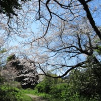 氷見九殿浜遊歩道の野生化した桜が力強い