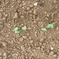 小豆発芽、始まる