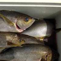 イサキ釣り
