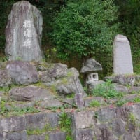 愛媛県大洲市、新谷町甲「和霊神社のツブラジイ３本」（市指定）です！！
