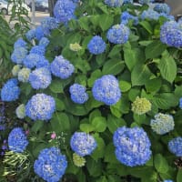 6月になりました！