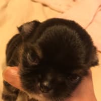 クロ姉妹