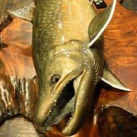 朱点のある大岩魚６５ｃｍ