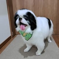 光くん、１２歳おめでとうね！
