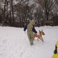 雪山で暴走する犬