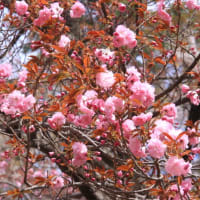 武田の杜植物観察会に参加　令和6年4月13日