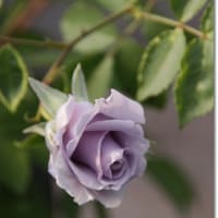 My Rose Garden 2015