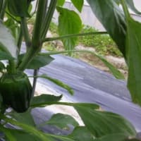 我が家の夏野菜一番に収穫は胡瓜でした