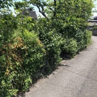 生垣の手入れ