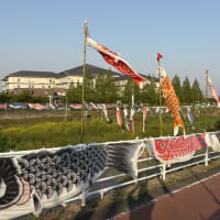 新緑に　ひらりひらりと　こいのぼり