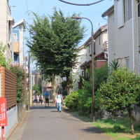 阿佐ヶ谷六本木小路に本目　L'arbre seconde.