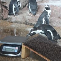 ペンギンの好奇心