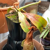 植物と人と
