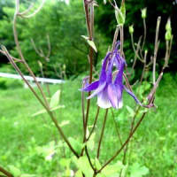 花楽の里