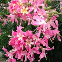 桜のようなとっくりきわた