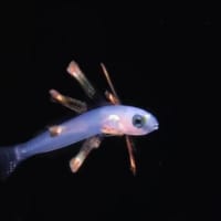 What is a Carangidae fish