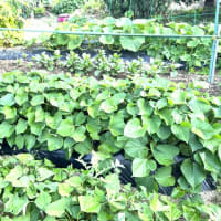 6月20日(金)②