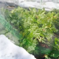 やっぱり来ていた!　雪の上の足跡