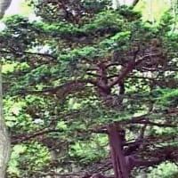 海鳥のサンクチュアリ　天売島と森林浴を楽しむメルヘンの焼尻島　６０回目　焼尻島