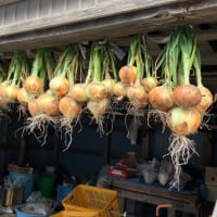 タマネギの収穫