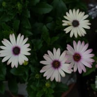 ●我が家の６月の花（20）アルメリア・丹頂　ジニア・ザハラ　オステオスペルマム　ジニア・リネアリス　テッポウユリ
