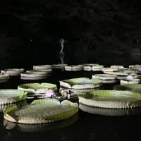 神代植物公園　温室夜間公開⭐️