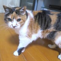 「こころの叫び」