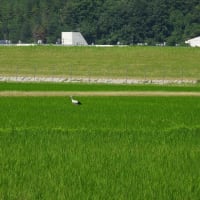 2025年06月28日　コウノトリ目撃情報