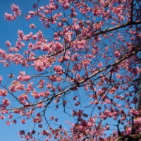 隅田川の桜見物