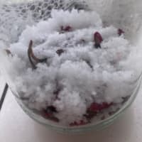 桜の花の塩漬けを作りました