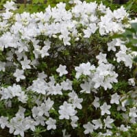 庭のツツジ（５） 白花２種