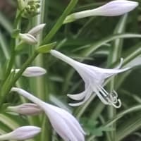 夏至のJULIEdayに。擬宝珠二番花咲いて