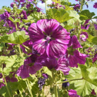 マロー＜ハーブとして花として＞