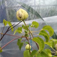 収穫しました。