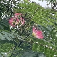 合歓の花