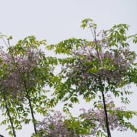センダン　栴檀　センダン科　秋には実がなり駆虫薬になります。今日の野鳥：ソウシチョウ