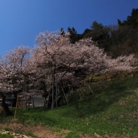 春の旅～⑦　推定樹齢1100年！臥龍桜🌸満開