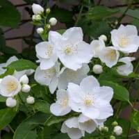 6月始まりは寒い一日