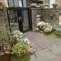 散歩道の家庭花壇