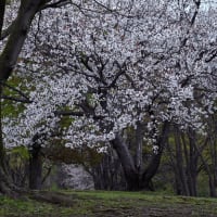 草加公園の桜3