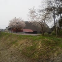 酒蔵脇の一本桜( ４月１０日) 【新潟長岡】あるある長岡ぶらり