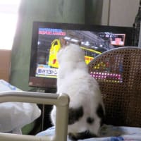 テレビを見る実家猫