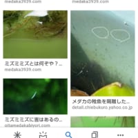 メダカの針子が31匹になりました Gooブログはじめました